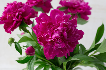 Purple garden peonies in a white enamel jug on a white wooden background, rustic style, close up