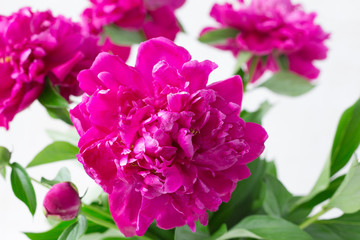 Purple garden peonies in a white enamel jug on a white wooden background, rustic style, close up