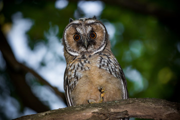Young long-eared owl (Asio otus) in the forest on a tree. Kaluzhskiy region, Russia