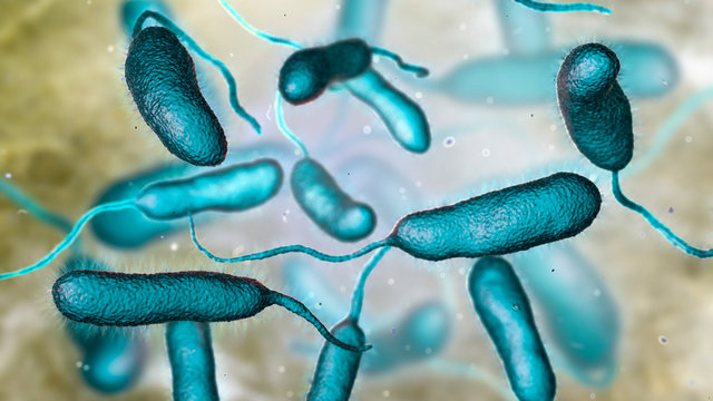 Bacterium Vibrio vulnificus, 3D illustration. The causative agent of serious seafood-related infections and infected wound after swimming in warm sea water
