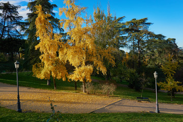 &aacute;rbol con colores de oto&ntilde;o