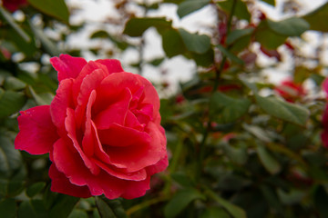 赤いバラ02 red rose