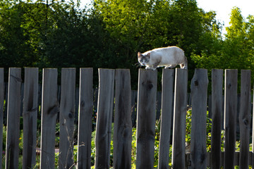 A beautiful cat walks on a wooden fence in the early summer morning.