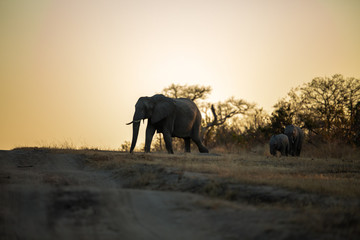 Fototapeta na wymiar Silhouette of an Africa Elephant herd