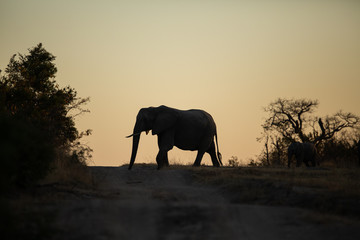Silhouette of an Africa Elephant herd