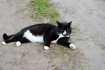 Black and white cat lying on the trail on a summer day. Close-up. Portrait of a cat black and white color