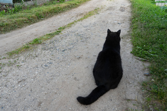 A black and white cat sits on a trail on a summer day. Close-up. Portrait of a cat black and white color