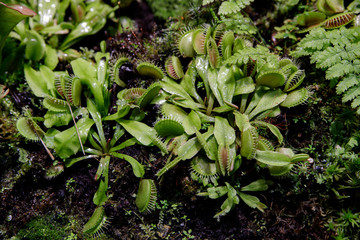 The most famous of the carnivorous plants is dionea flytrap Dionaea muscipula or Venus flytrap.