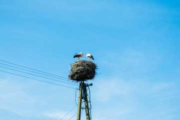 Bocian bociany bocianie gniazdo wieś na wsi ptak ptaki