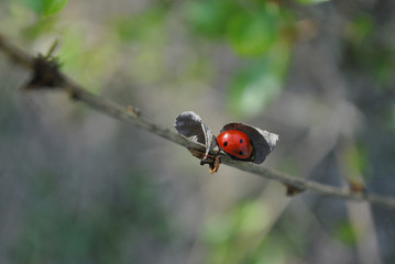 Branch with ladybug under dry leaf  close up detail, soft blurry bokeh background © ArtoPhotoDesigno