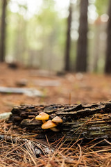 Close-up Mushrooms in a Pine Forest Plantation in Tokai Forest Cape Town