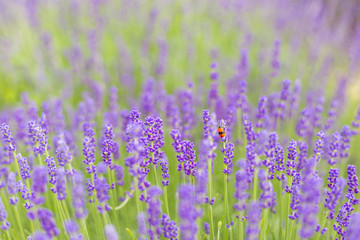 Closeup violet lavender flowers with bug on field. French lavender in the garden, soft light effect.