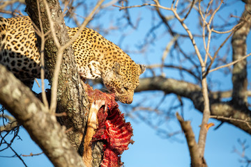 Two large male leopards having a stand off, one at the bottom of a tree and one at the top of the tree with a kill. © Darrel