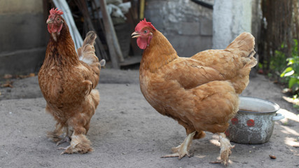Hen