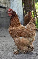 Hen