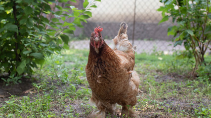 Hen