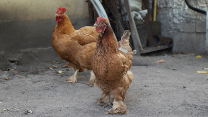 Hen