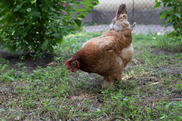 Hen