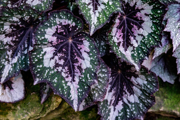 Multi-colored begonia leaves of different types