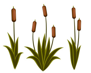Vector image of the reeds of reeds, cattail, river grass
