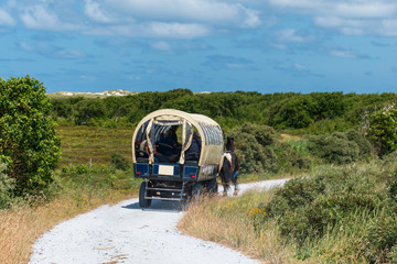 Covered wagon with horse in front rides along a shell path in the dunes. Terschelling, The Netherlands, Europe. © Karin Reine