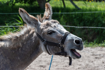 Braying donkey in a meadow. Terschelling, The Netherlands, Europe.