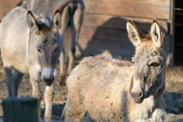 A young little donkey in a fence with others animals in Rovigo