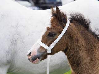 Welsh Pony Foal in Halter