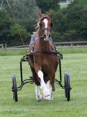 Horse in Harness