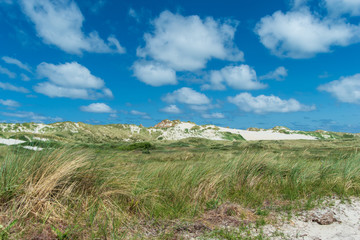 Fototapeta na wymiar Dune landscape with waving marram grass and white sand dunes under a blue sky with cumulus clouds. Terschelling, The Netherlands, Europe.