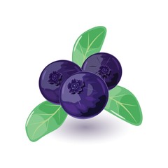 Juicy and fresh blueberry with green leaves. Sweet blue or purple colored bilberry. Huckleberry using for quick frozen, juice, jellies, jams, pies, as addictive to breakfast cereals. Cartoon icon.