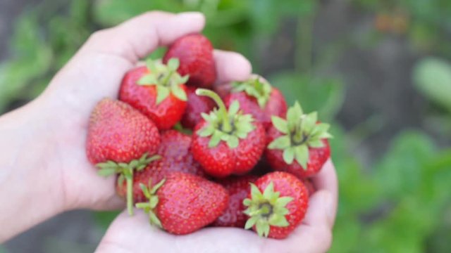 Children's hands hold ripe juicy strawberries. Healthy food, organic food and drink concept.