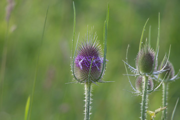 Inflorescence of a wild cardiac thistle