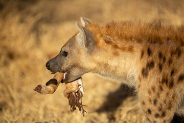 Hyaena feeding on the scraps of an Impala that a leopard feeding in the tree above dropped