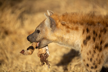 Obraz premium Hyaena feeding on the scraps of an Impala that a leopard feeding in the tree above dropped