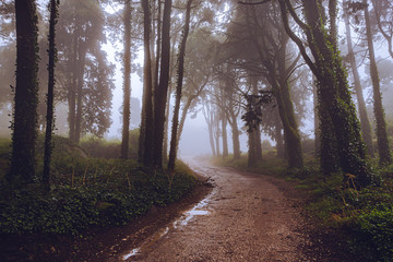 The mystical fog of the Sintra forest, Portugal