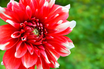 Red and white colored Dahlia flower in the garden.Summer floral background with copy space.Selective focus.