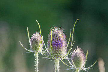 Inflorescence of a wild cardiac thistle