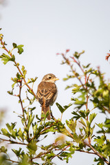 Young shrike sitting on a branch