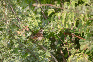 Young shrike sitting on a branch