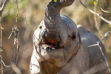 Elephant herd feeding in and around the backs of a river system