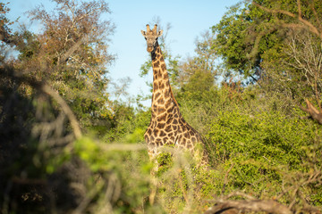 Fototapeta premium Giraffe in thick bush. 