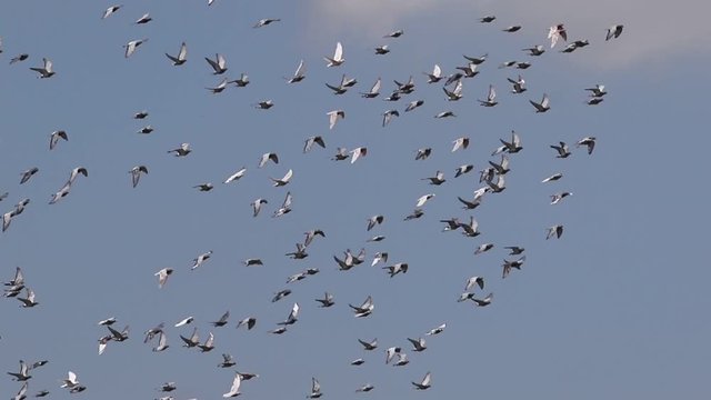 flock of speed racing pigeon flying over sky