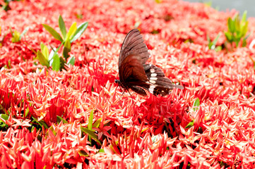 コバノサンダンカとシロオビアゲハ