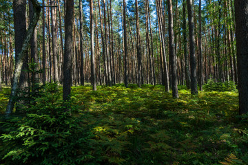 Las sosnowy sosna sosny droga w lesie bory lato drzewa © Dariusz