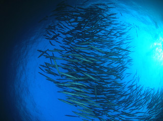 Barracuda fish underwater in ocean 