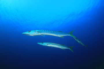 Fototapeta premium Barracuda fish underwater in ocean 