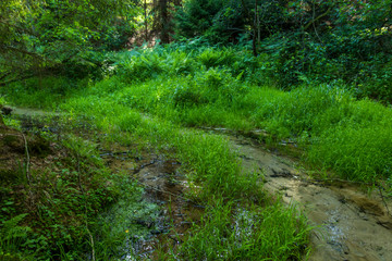 Strumyk strumień źródło wody rezerwat rzeki stążki las lato