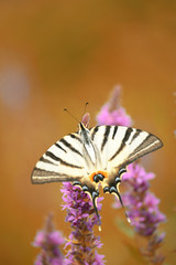 Beautiful butterfly Iphiclides podalirius  on lilac flowers. Artistic tender photo. Soft selective focus.