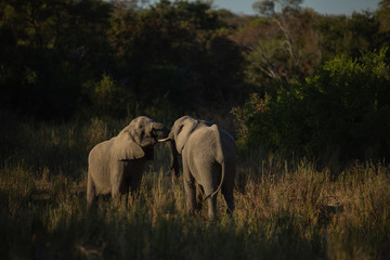 Obraz na płótnie Canvas Elephant herd feeding in and around the backs of a river system